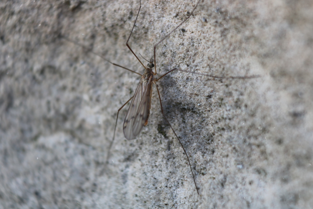 Ula elegans