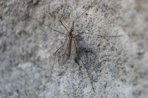 Ula elegans