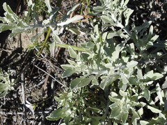 Arctotis stoechadifolia