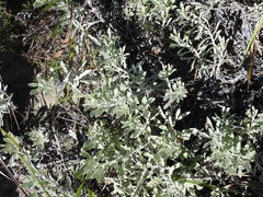 Arctotis stoechadifolia