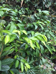 Aquilaria sinensis