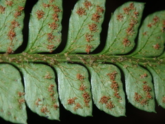 Polystichum biaristatum