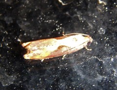 Episimus tyrius