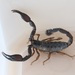 Jericho Scorpion - Photo (c) drorf, some rights reserved (CC BY-NC)