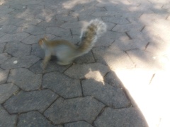 Sciurus carolinensis