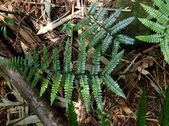 Polystichum biaristatum