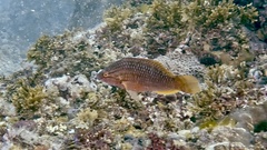Red Naped Wrasse photo 2