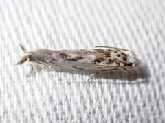 Erechthias mystacinella