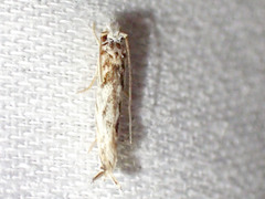 Erechthias mystacinella