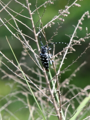 Anoplophora chinensis