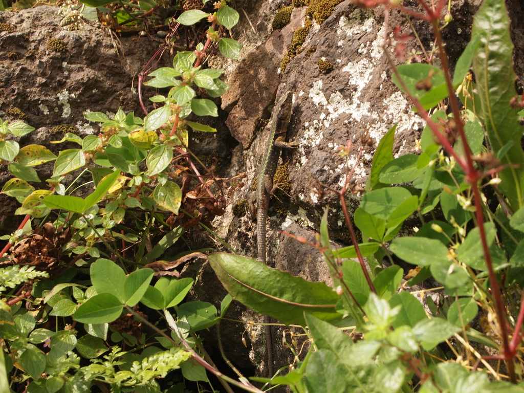 Spiny-Tailed Lizard