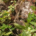 Darevskia rudis bischoffi - Photo (c) DDohler, algunos derechos reservados (CC BY), subido por DDohler