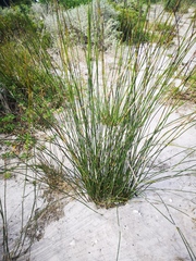 Thamnochortus erectus