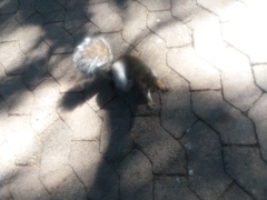 Sciurus carolinensis