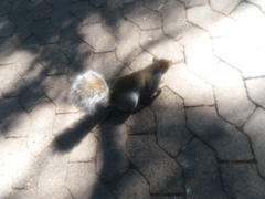 Sciurus carolinensis