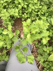 Celastrus orbiculatus