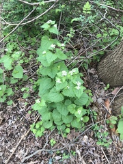 Alliaria petiolata