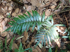 Asplenium formosae