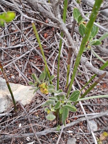 Limestone Capepurse (Centella calcaria)