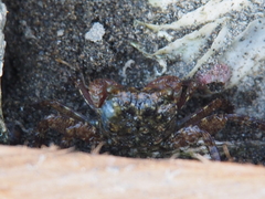 Pachygrapsus