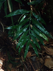Asplenium formosae
