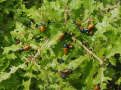 Labidostomis