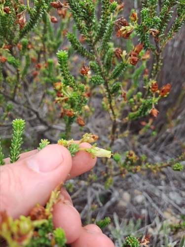 Image of Erica oblongiflora by (c) Eugene Hahndiek, some rights reserved (CC BY-SA)