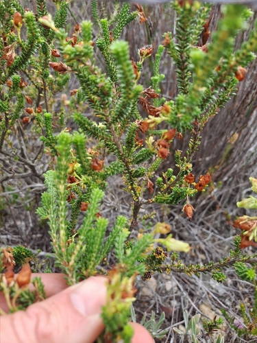 Image of Erica oblongiflora by (c) Eugene Hahndiek, some rights reserved (CC BY-SA)