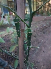 Menelaides