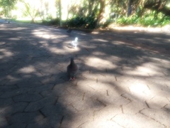 Columba livia
