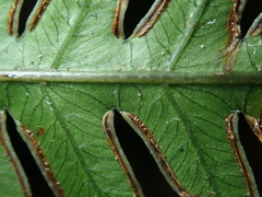Pteris arisanensis