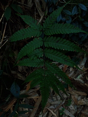 Pteris arisanensis