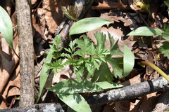 Perideridia americana