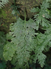 Crepidomanes latealatum