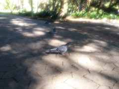 Columba livia