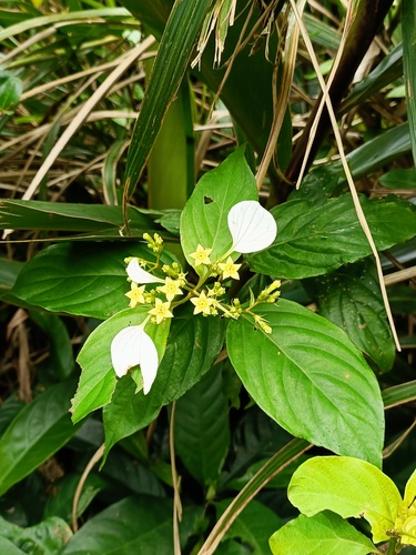 Mussaenda parviflora iNat (1)