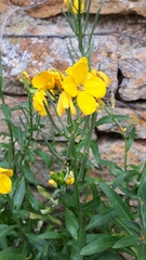 Erysimum × cheiri