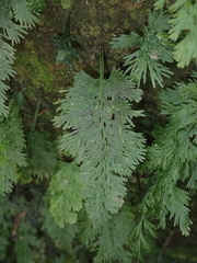 Crepidomanes latealatum