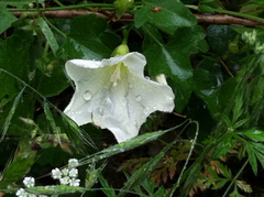 Calystegia occidentalis