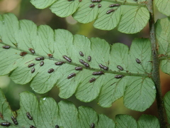 Diplazium doederleinii