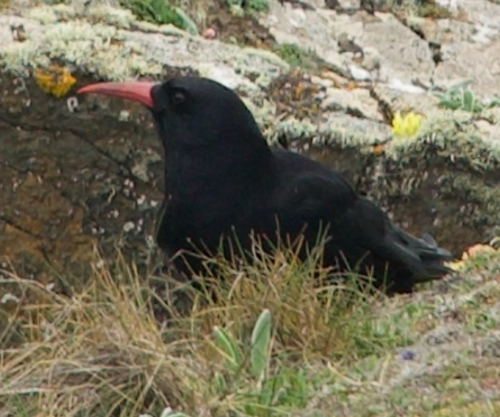 Chova piquirroja (Pyrrhocorax pyrrhocorax)