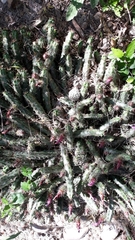 Echinocereus berlandieri