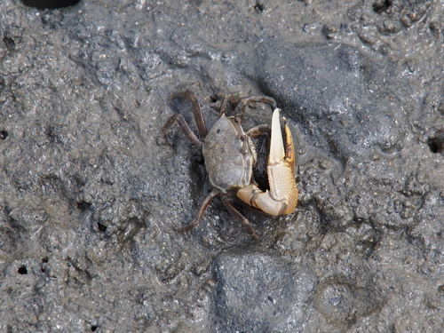 Gelasimus borealis