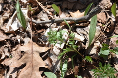 Perideridia americana