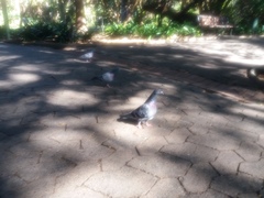 Columba livia