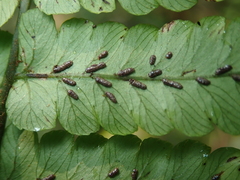 Diplazium doederleinii