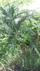Taxodium mucronatum
