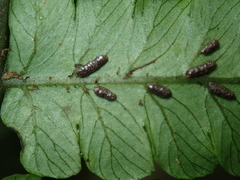 Diplazium doederleinii