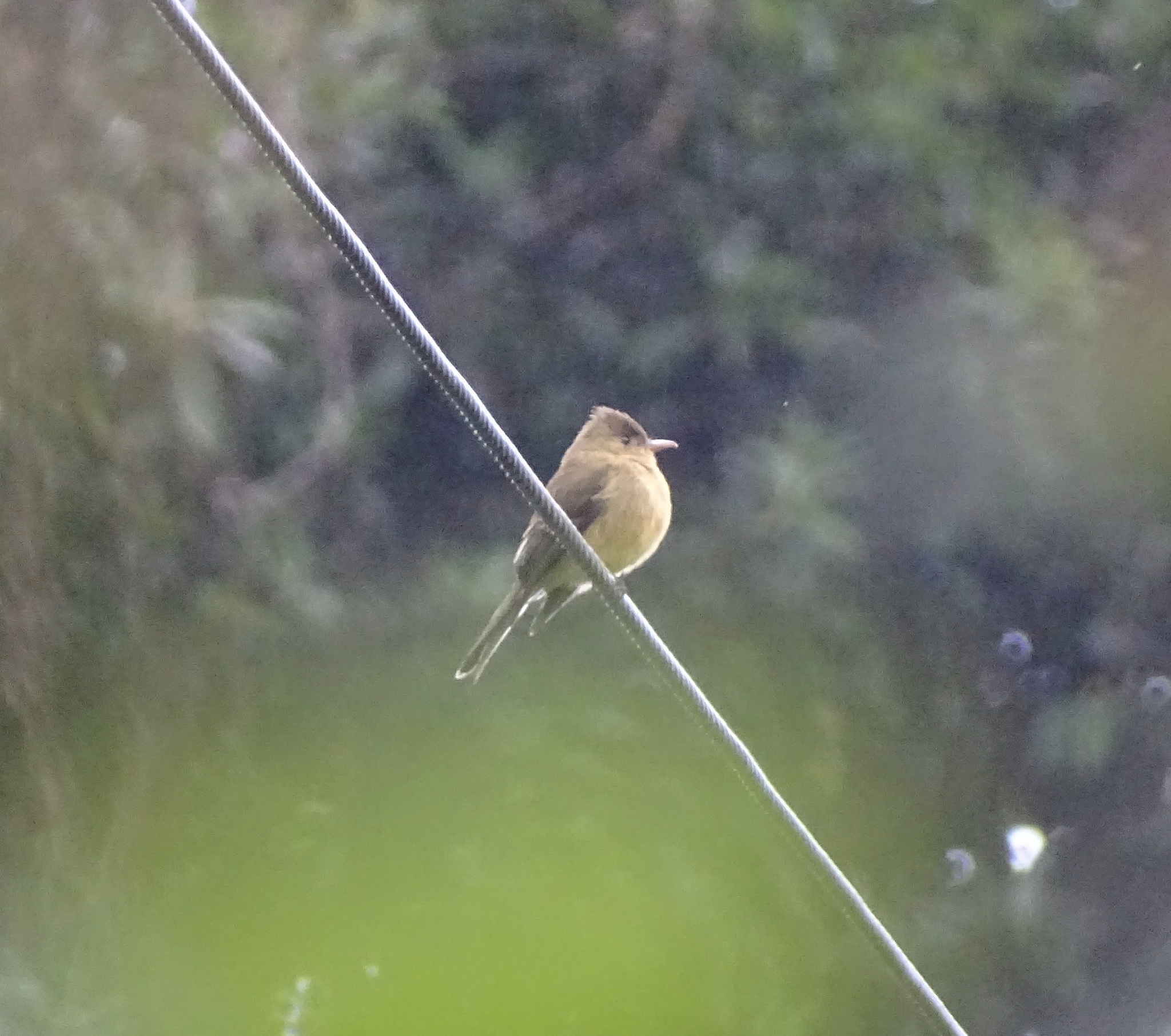 Ochraceous Pewee (Contopus ochraceus), photo 3