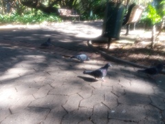 Columba livia